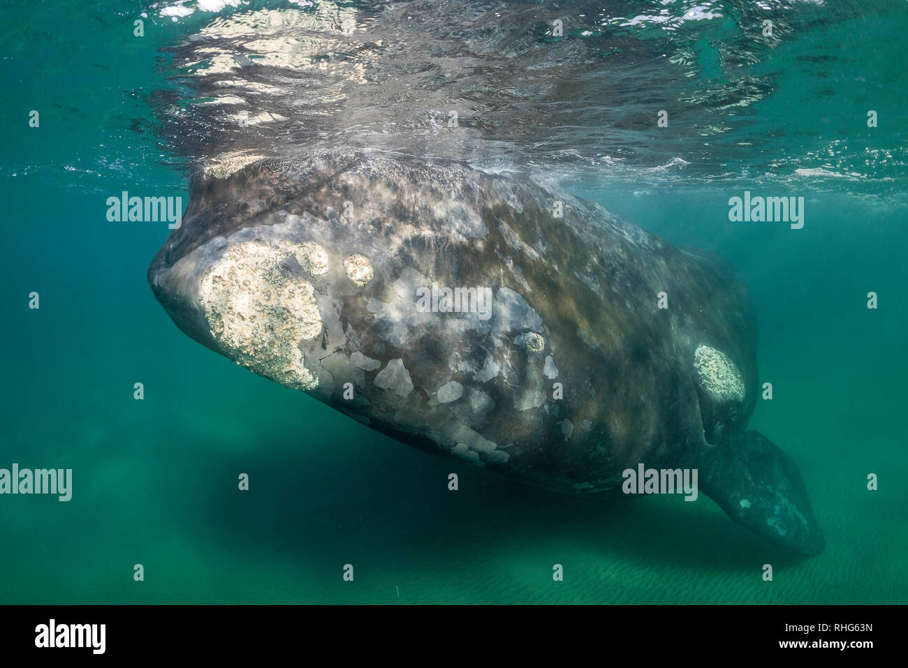 Southern right whale silhouette in hi-res stock photography and images ...