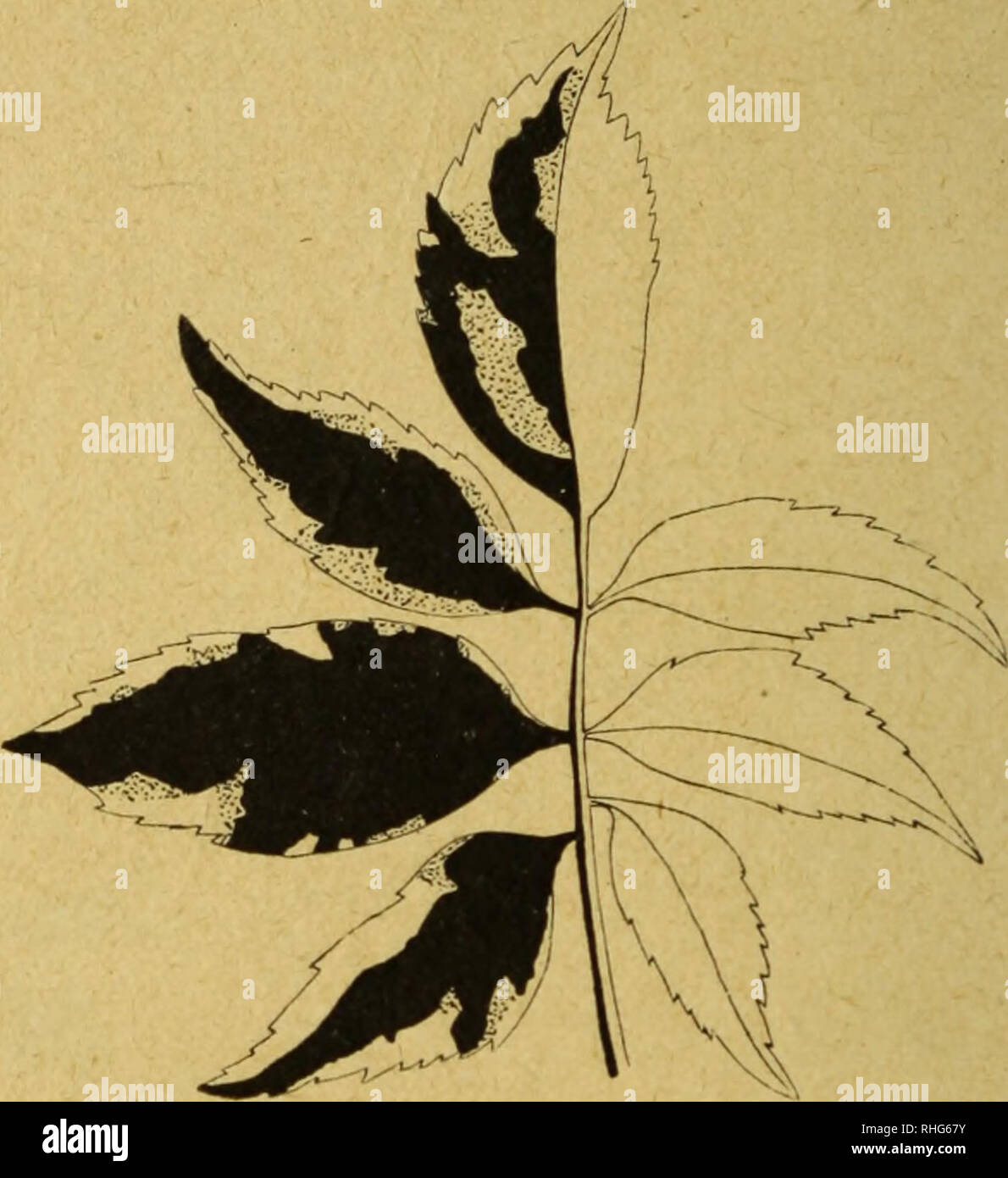 Chlorophytum arten hires stock photography and images Alamy