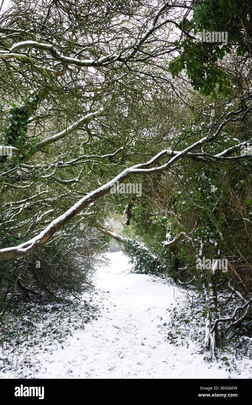 Pathway in Winter. Stock Photo