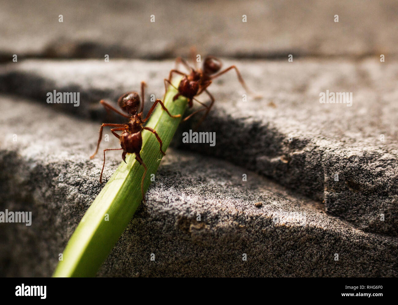 two red ants bite a plant over a rock bokeh macro shoot closeup Stock Photo