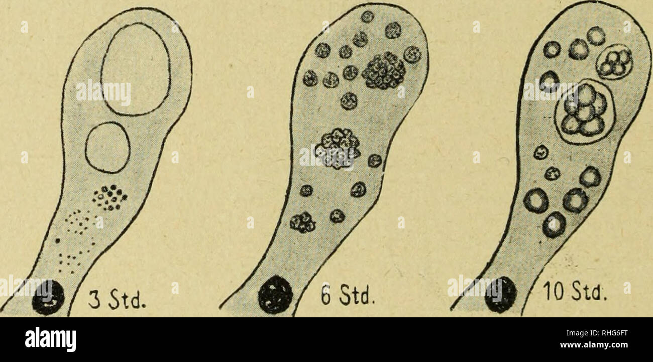 Biologisches Centralblatt. Biology; Biology. Fig. 11. 4. Phase II.  Sekretionsperiode 3. Phase 4. Phase. Fig. 12. Fig. 13. Fig. 14.  Pleurobranchaea mecJcelii, Kleinkernzelle der Mitteldarmdrüse,  Sekretionsablauf innerhalb der Zelle in der