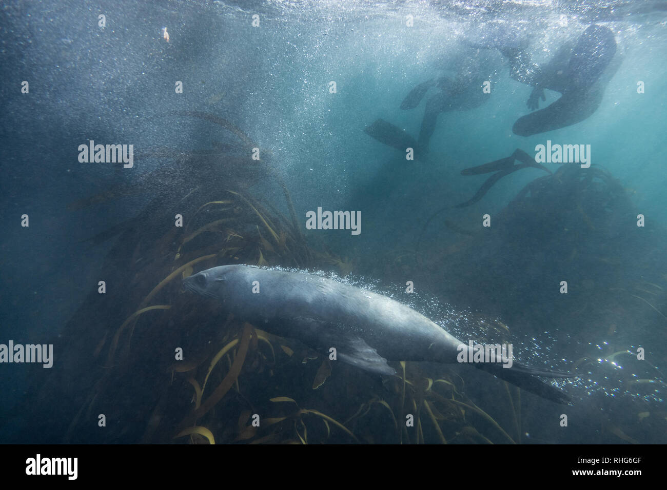 Swimming with Cape fur seal in the Atlantic ocean in Cape Town South Africa Arctocephalus pusillus Stock Photo