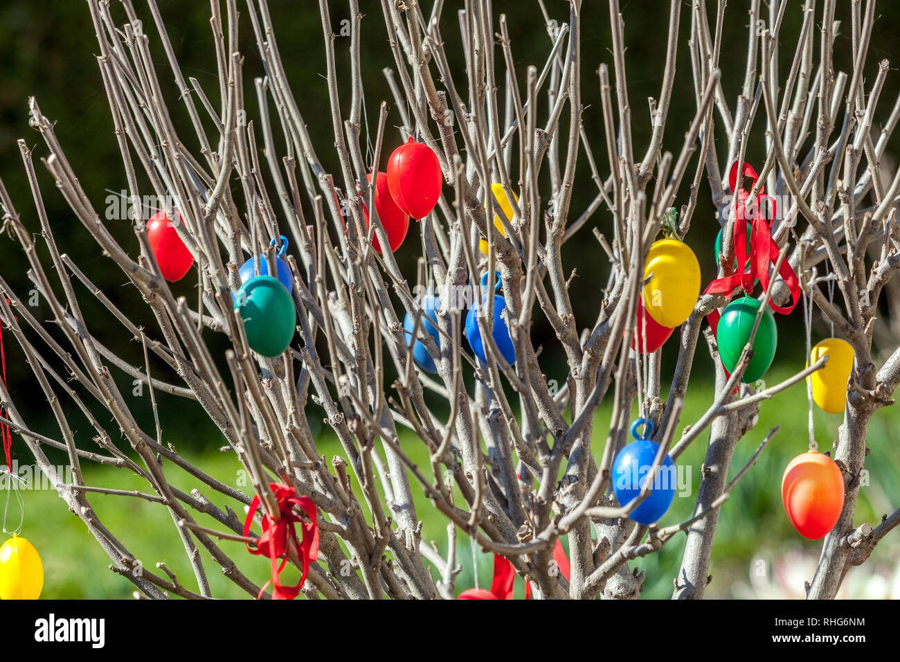 Colorful Easter Eggs hanging on tree, spring shrub in garden Stock Photo