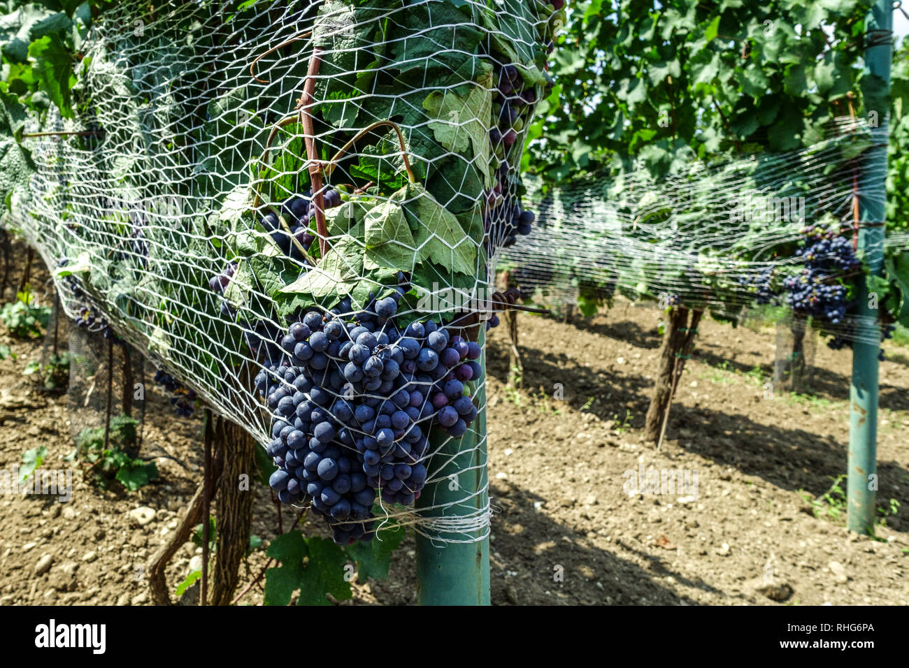 Protection of grapes in vineyard by covering the nets against birds, South Moravia, Czech Republic Stock Photo