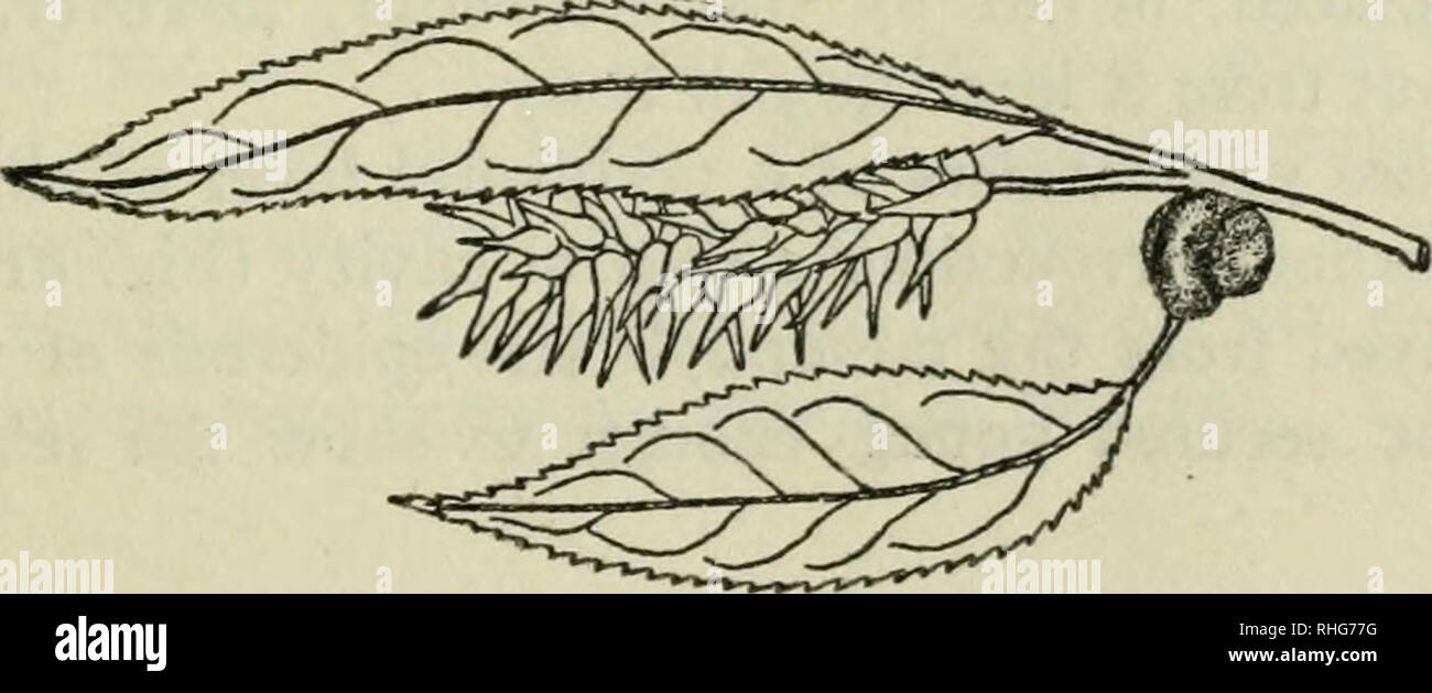 . Biological series. Biology. 1912] Morphology and Biology of Insect
