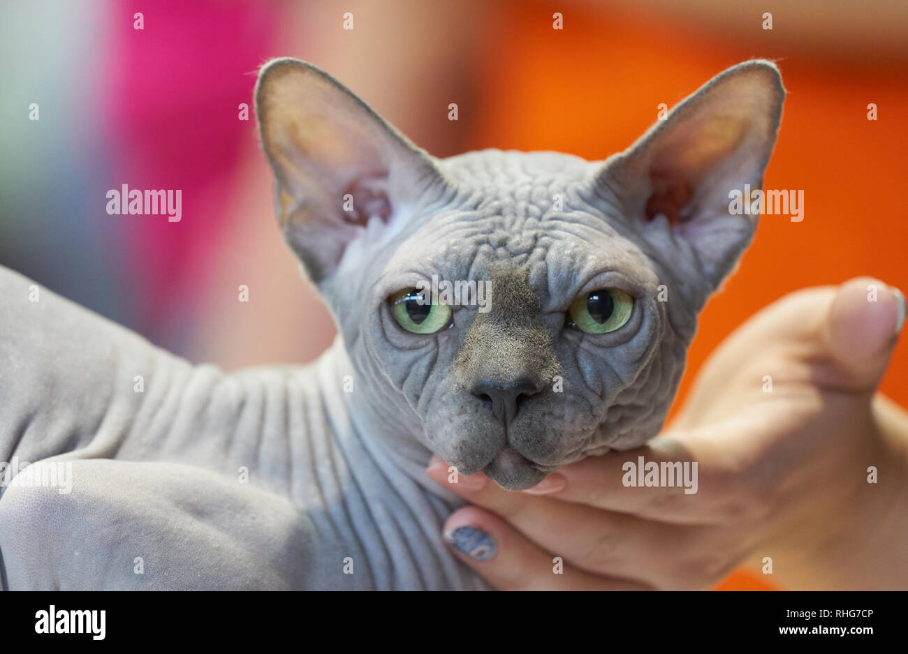 Grey hairless cat Stock Photo Alamy