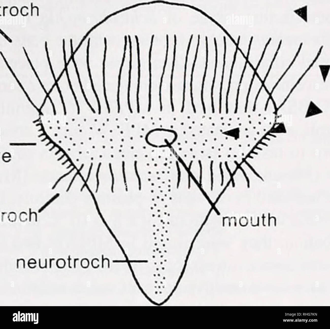 Annelid larva hires stock photography and images Alamy