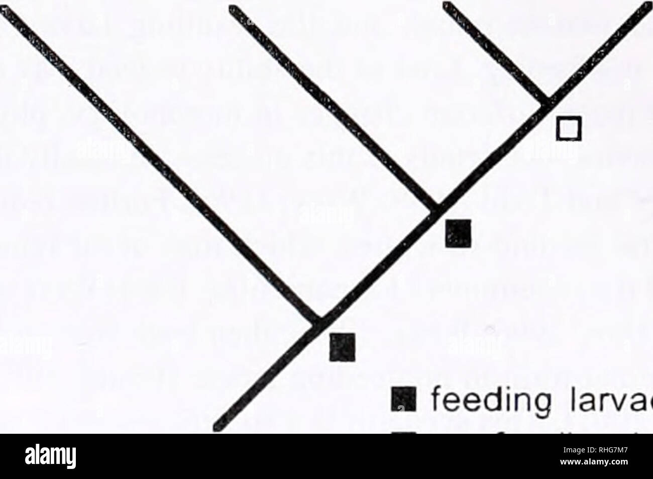Suspension Feeding Stock Photos Suspension Feeding Stock Images