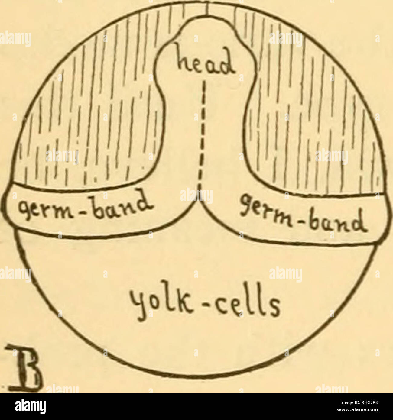 Biological Lectures Delivered At The Marine Biological Laboratory Of Wood S Holl Sic Biology With Food Yolk On The Top Of Which The Remaining Parts Are Spread Out In A Fiat Disc The