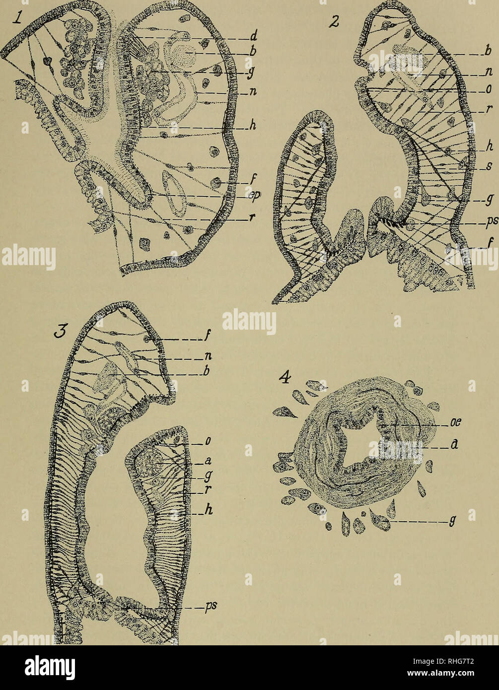 . The Biological bulletin. Biology; Zoology; Marine biology. PHARYNX OF STENOSTOMUM 443. Plate II Fig. 1. Sagittal section through the pharynx of 5. grande. Testis not shown. Fig. 2. Sagittal section through the pharynx of 5. virginianum. Fig. 3. Sagittal section through the pharynx of £. predatorium. Fig. 4. Slanting, frontal section through the special, oral sphincter of S. predatorium.. Please note that these images are extracted from scanned page images that may have been digitally enhanced for readability - coloration and appearance of these illustrations may not perfectly resemble the or Stock Photo