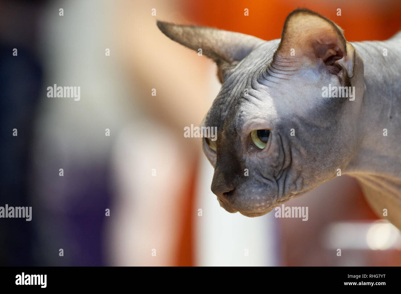 Grey hairless cat Stock Photo Alamy