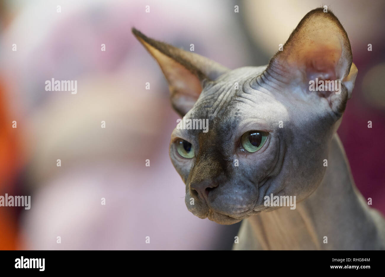 Grey hairless cat Stock Photo Alamy