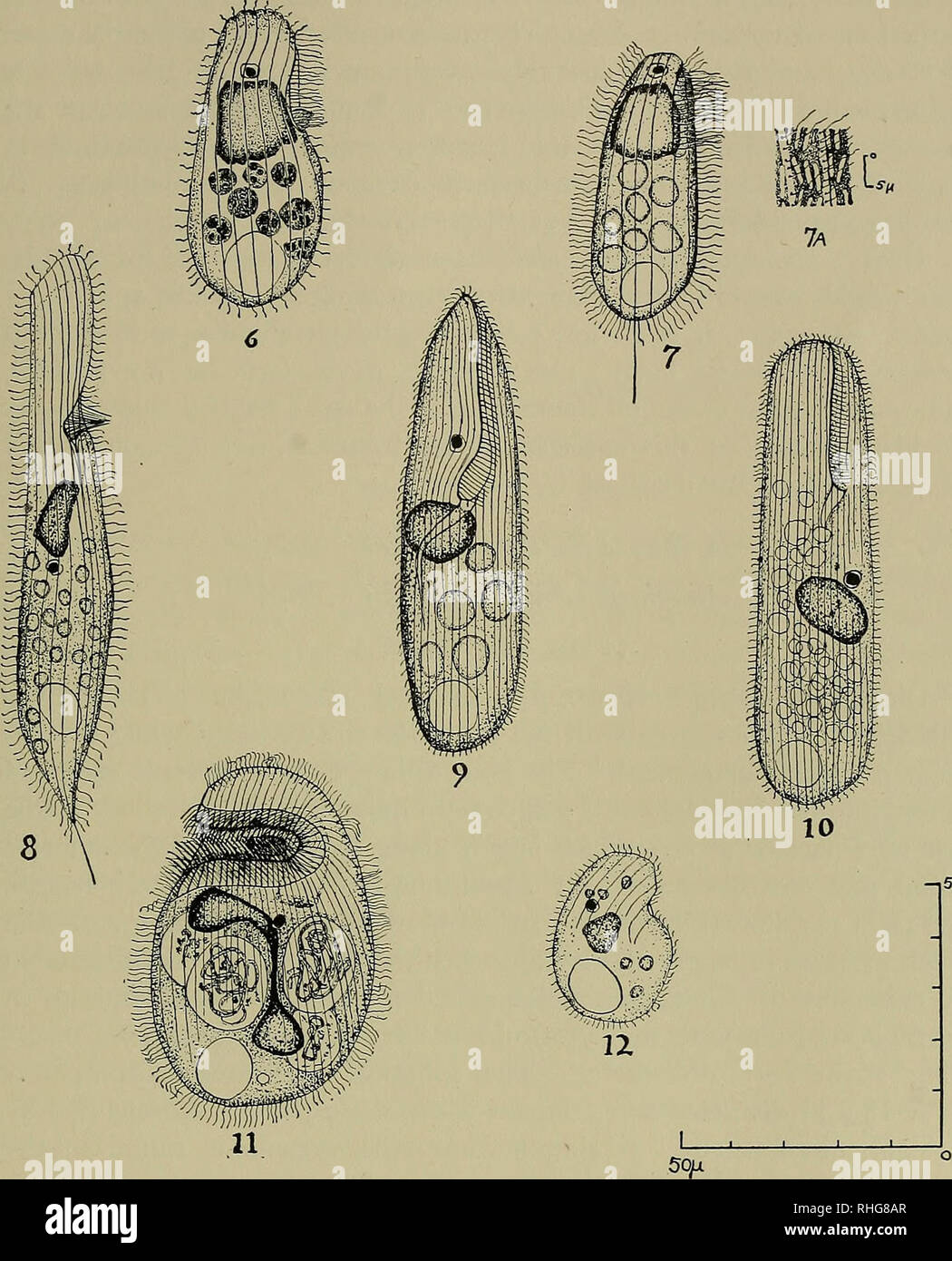 . The Biological bulletin. Biology; Zoology; Marine biology. CILIATES FROM SEA URCHINS, I Plate II 115. —,50ft. 6. Colpidium echini Russo. 7. Uronema sociale n. sp., showing general morphology; 7a. showing a portion of the pellicle illustrating the appearance of the bacteria which apply themselves to its surface. 8. Entodiscus indomitus Madsen. 9. Anophrys echini Di Mauro, view showing the cytostomal region. 10. Anophrys vermiformis n. sp. 11. Plagiopyla minuta n. sp., dorsal view. 12. Colpoda fragilis n. sp., dorsal view.. Please note that these images are extracted from scanned page images t Stock Photo