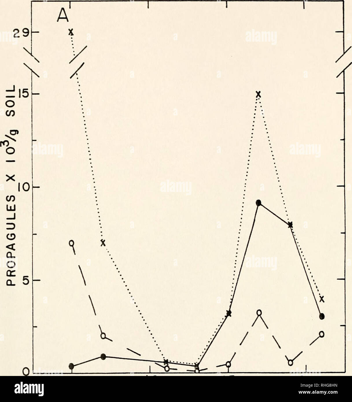 . Biological control of fusarium crown rot of tomato. Tomato wilts; Tomatoes. 46. 5 10 15 20 WEEKS AFTER PLANTING Figure 9 - A. Relationship of population density of Triehoderma spp. (X- X), Aspergillus spp. (0 0), and Penicillium spp&quot;! (9 &lt;) &quot;to time after planting in soils amended with three isolates of T. harzianum, one isolate of A. ochraceus, and one isolate of P. restrictum at 5 X 10-5 conidia per isolate per plant under field conditions.. Please note that these images are extracted from scanned page images that may have been digitally enhanced for readability - coloration a Stock Photo