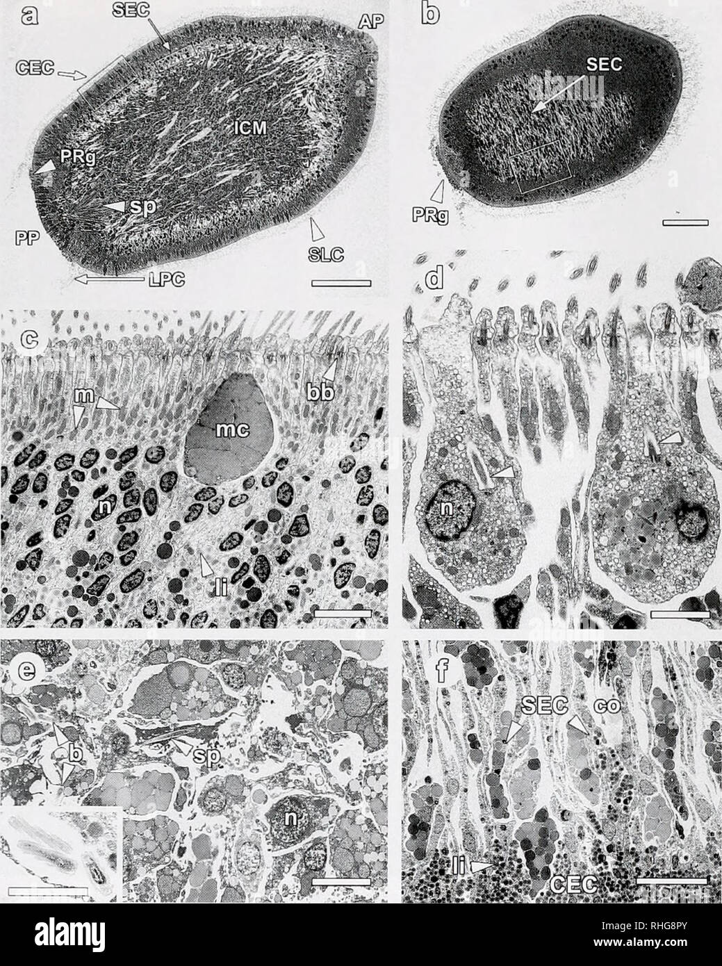 . The Biological bulletin. Biology; Zoology; Biology; Marine Biology