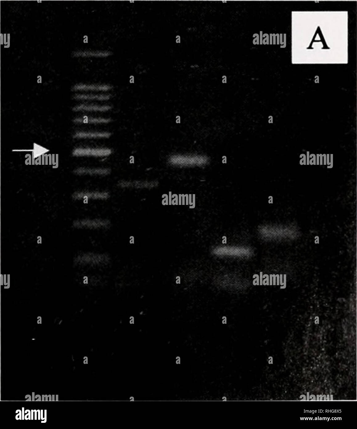 Fluorescence in situ hybridization hi-res stock photography and images ...