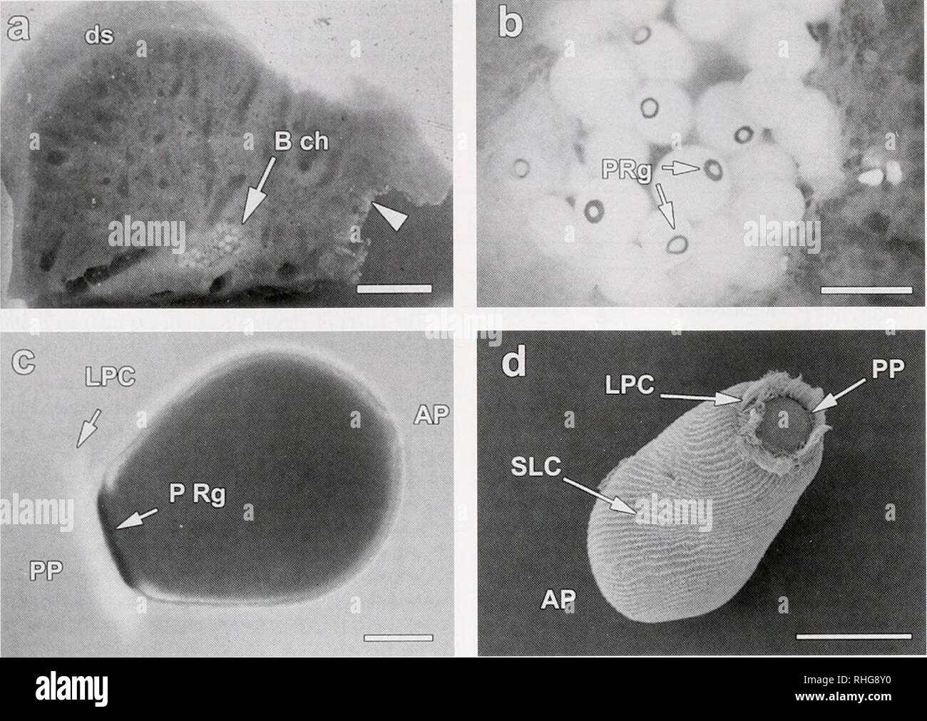 . The Biological bulletin. Biology; Zoology; Biology; Marine Biology. PHOTOKINES1S IN SPONGE LARVAE 325. Figure 1. Brood chambers and embryos of Reneira sp. in various stages of development (a-c: light microscopy; d: scanning electron microscopy), (a) A section of the adult sponge that was attached at its lower edge to the coral substrate (arrowhead) shows a brood chamber (B ch) with embryos and larvae. Bar: 1 cm. Dermal surface, ds. (b) Embryos and larvae in a brood chamber clearly showing the pigment ring (PRg) at one pole. Bar: I mm. (c) A swimming larva showing the dark pigmented ring (PRg Stock Photo