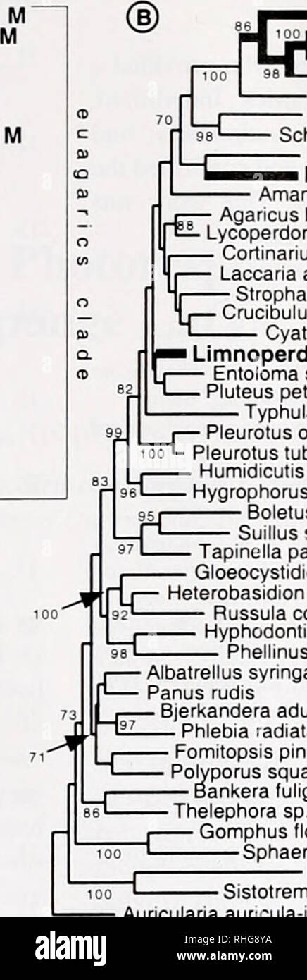 . The Biological bulletin. Biology; Zoology; Biology; Marine Biology. EVOLUTION OF MARINE MUSHROOMS 321 Calathella mangrove! -mi Halocyphina villosa Nia vibrissa M Cyphellopsis anomala Favolaschia intermedia Henningsomyces candidus Physalacria maipoensis Fistulma hepatica -ml Schizophyllum commune Amanita muscaria Cortinanus iodes Strophana rugosoannulata -ml Crucibulum laeve Laccaria amethystina • Typhula phacorhiza Cyathus striatus -ml IAgaricus bisporus v-ycoperdon sp Entoloma strictius Pluteuspetasatus Limnoperdon jncarnatum F Pleurotus ostreatus Pleurotus tuberregium . Humidicutis margina Stock Photo