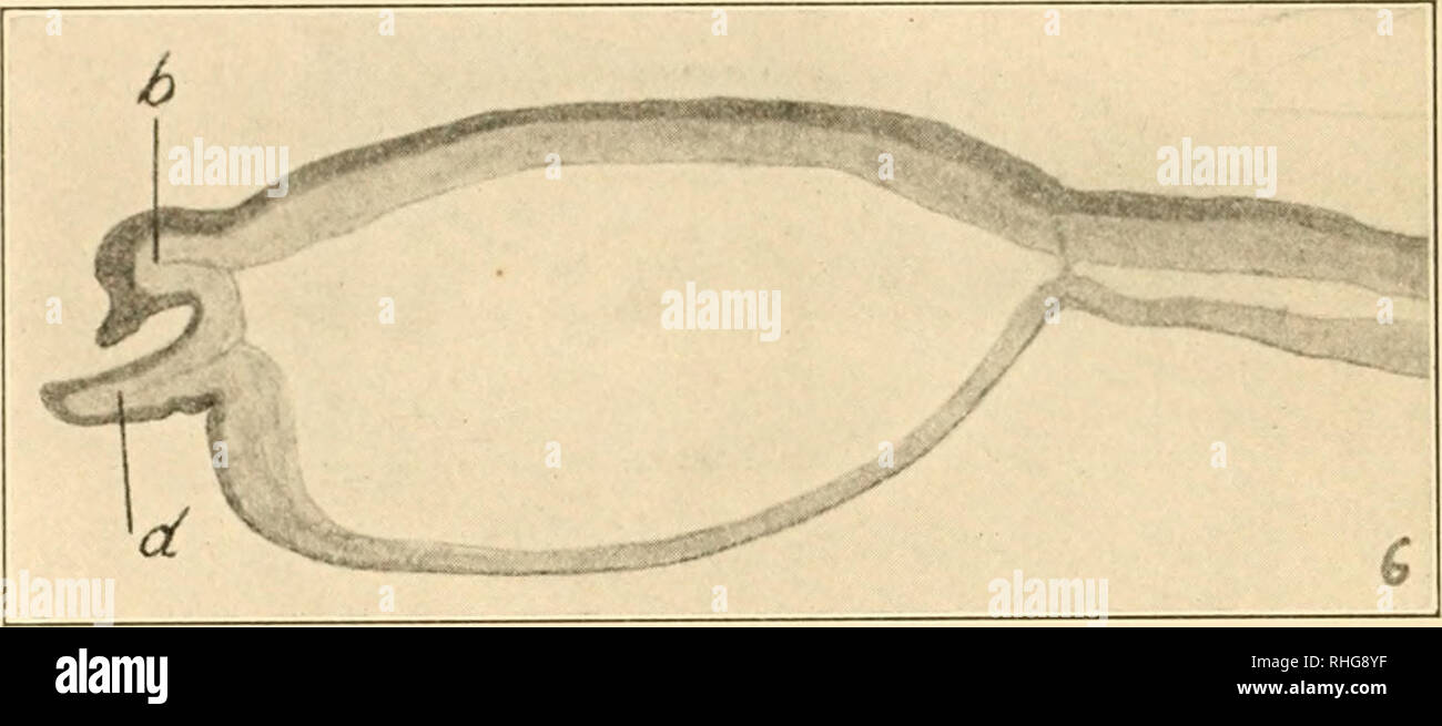 . The Biological bulletin. Biology; Zoology; Biology; Marine Biology
