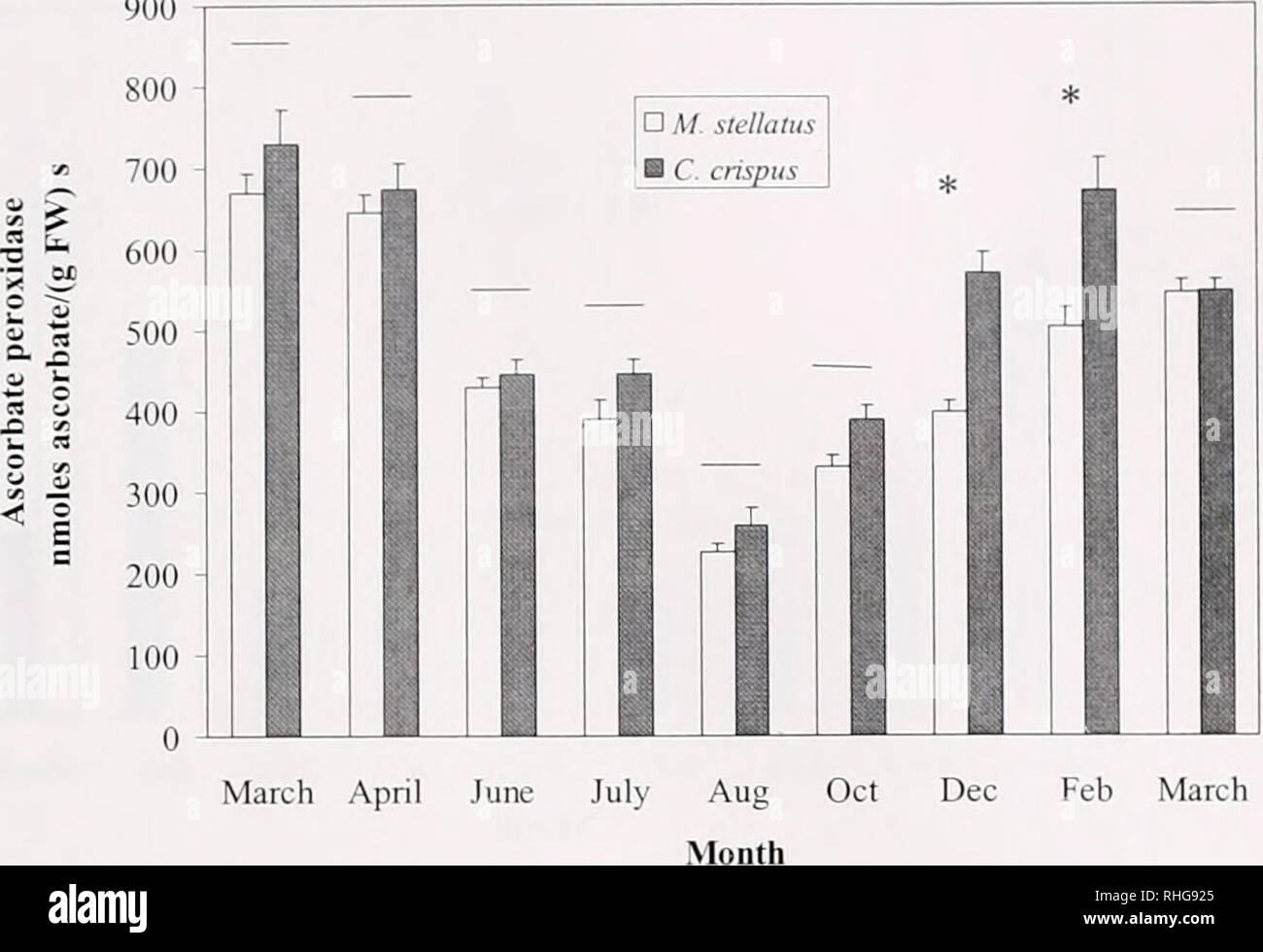 . The Biological bulletin. Biology; Zoology; Biology; Marine Biology. ACCLIMATIZATION OF ANT1OXIDANTS IN RED ALGAE 229 900. March April Feb March Figure 2. Ascorbate peroxidase activity, by month, for Chondrus crispus (dark bars) and Mastocarpus stellatus (white bars). When analyzed by mean monthly temperature, there were significant differences by temperature (/Yii* 0.05) between species in a given month, and an asterisk indicates significant difference (P &lt; 0.05). Error bars are one standard error; n = 5-10.. Please note that these images are extracted from scanned page images that may ha Stock Photo