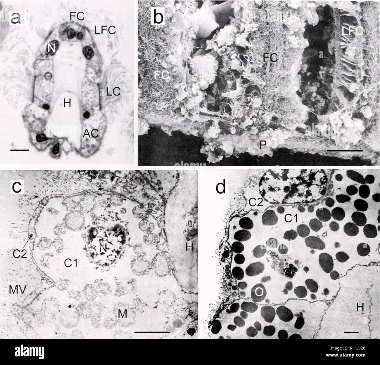 . The Biological bulletin. Biology; Zoology; Biology; Marine Biology. 206 S. C. DUFOUR 1. Figure 3. Light and electron micrographs of Type 2 gill filaments, (a) Thyusira (Parathyasira) equalis. Light micrograph of a semi-thin, transverse section of a gill filament, showing frontal cilia (FC). laterot'rontal cirri (LFCl, lateral cilia (LC). hemocoel (H), and abfrontal cells (AC). N. nucleus, (b) Atloniorhinii cclia. SEM of the ventral extremity of three gill filaments. Frontal cilia (FC) and laterofrontal cirri (LFC) are visible. Numerous particles can be seen on the frontal tracts, between fi Stock Photo
