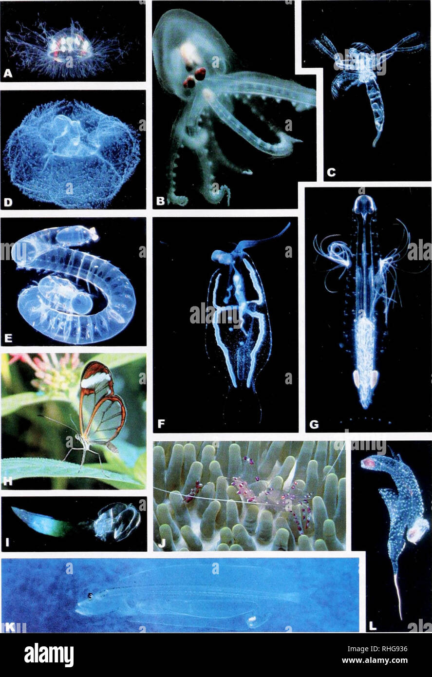 Bathophilus sp hires stock photography and images Alamy