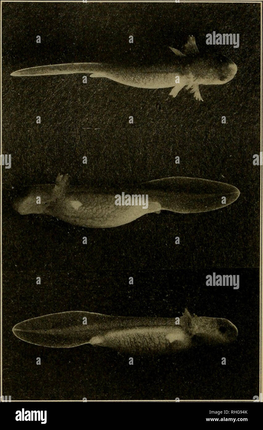 . The Biological bulletin. Biology; Zoology; Marine biology. 32 BERTRAM G. SMITH. IV. The Larva. A. Early Stages Studied in the Laboratory. The Neivly Hatched Larva. — At the time of hatching the larva (see Fig. 9) retains a large yolk sac. The dorsal surface is well. FlG. 9. Newly hatched larva of Cryptobranchus allegheniensis, 25 mm. long, photographed while living. X 2/^- pigmented, but the larva is pale as compared with amphibians that live exposed to the light. The ventral surface is lacking in pigment, leaving the abdominal region yellow from the presence of yolk and the throat region wh Stock Photo