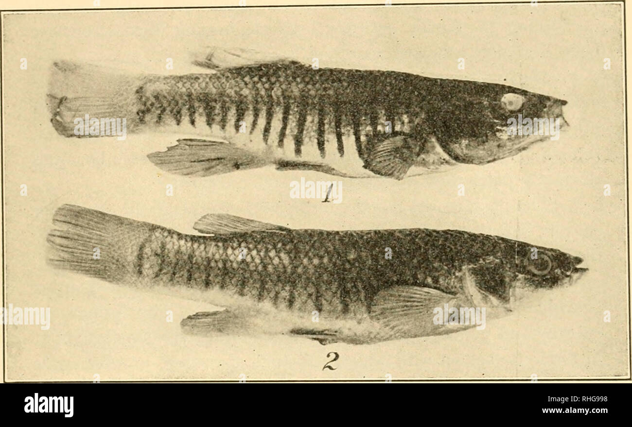 Hermaphroditism hires stock photography and images Alamy