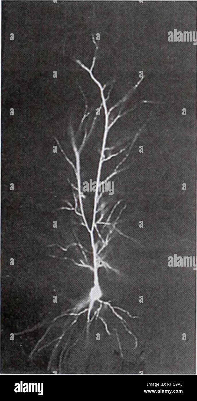 Pyramindal Neuron Pyramidal neuron hi-res stock photography and images - Alamy