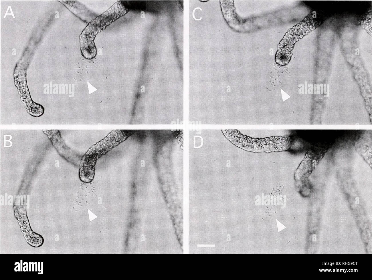 . The Biological bulletin. Biology; Zoology; Biology; Marine Biology. 264 K. YAMASHITA ET AL. Figure 6. Rubbing of the aboral tentacle tip with sinuous movement, followed by discharge and sticking of atrichous isorhiza nematocytes (arrowheads) on the glass surface during the settlement of an aetinula larva. The elapsed time from A to D was about 5 min. A-D are same magnification. Bar = 50 ;um. 1.9). which were not deployed in the tentacle tips. In the tentacles of 2-4-h-old larvae four types of nematocytes, namely atrichous isorhiza (AI). stenotele (S), desmoneme (D). and microbasic mastigopho Stock Photo