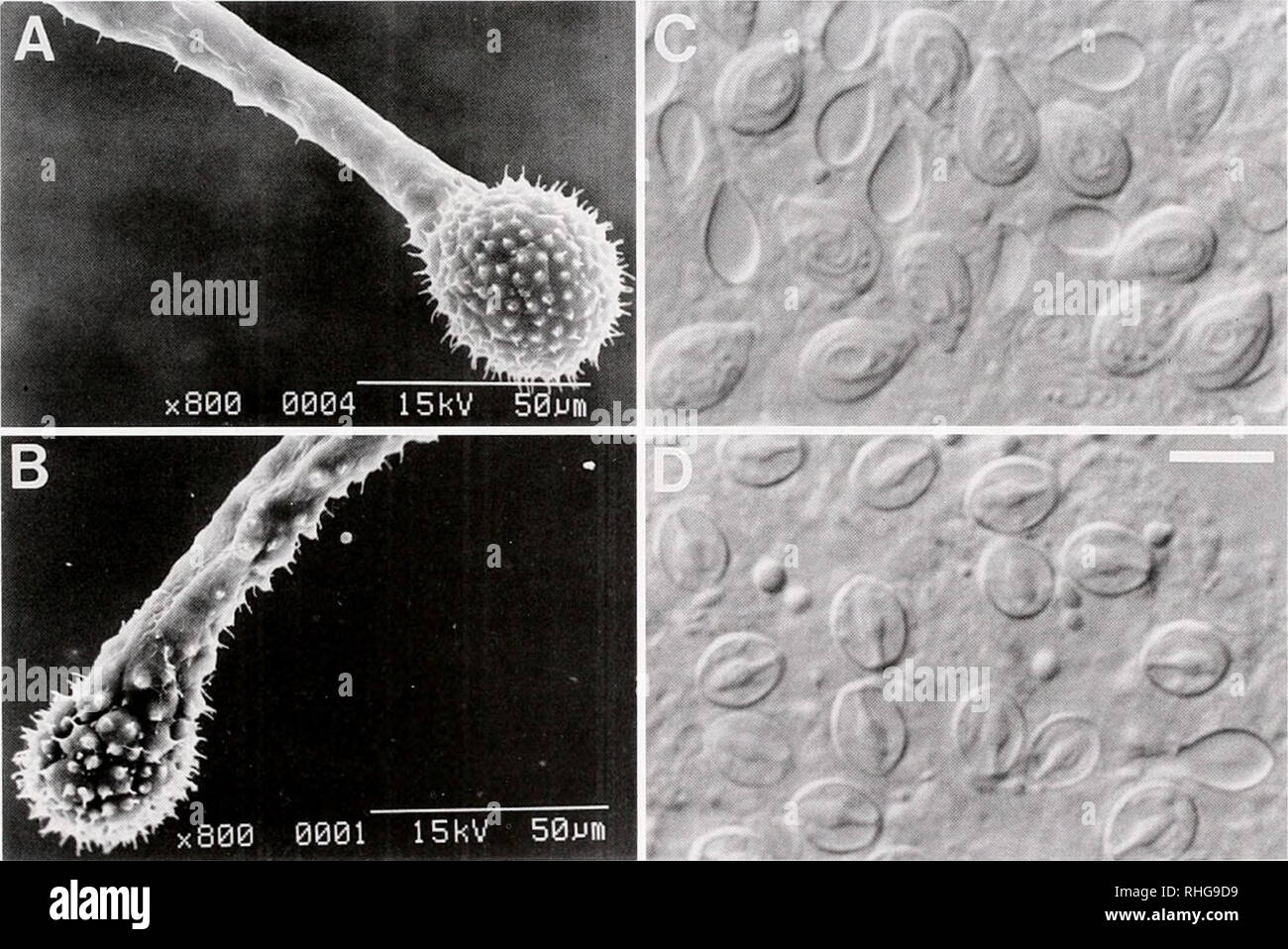 . The Biological bulletin. Biology; Zoology; Biology; Marine Biology. ACTINULAR BEHAVIOR AND NEMATOCYTES 263 of 3-week-old films. Thus, microbial films significantly (P &lt; 0.0001) promoted actinular settlement. These larval responses did not occur without direct contact of the aboral tentacles to the microbial-filmed surface. Three days after liberation, juvenile polyps showed the following characteristics: aboral tentacle length, 600-1300 jum (mean ± standard deviation = 800.8 ± 187.2); oral tentacle length, 73-120 /urn (89.0 ± 17.3); body length, 433-968 /Ltm (660.9 ± 186.6); body width, 1 Stock Photo