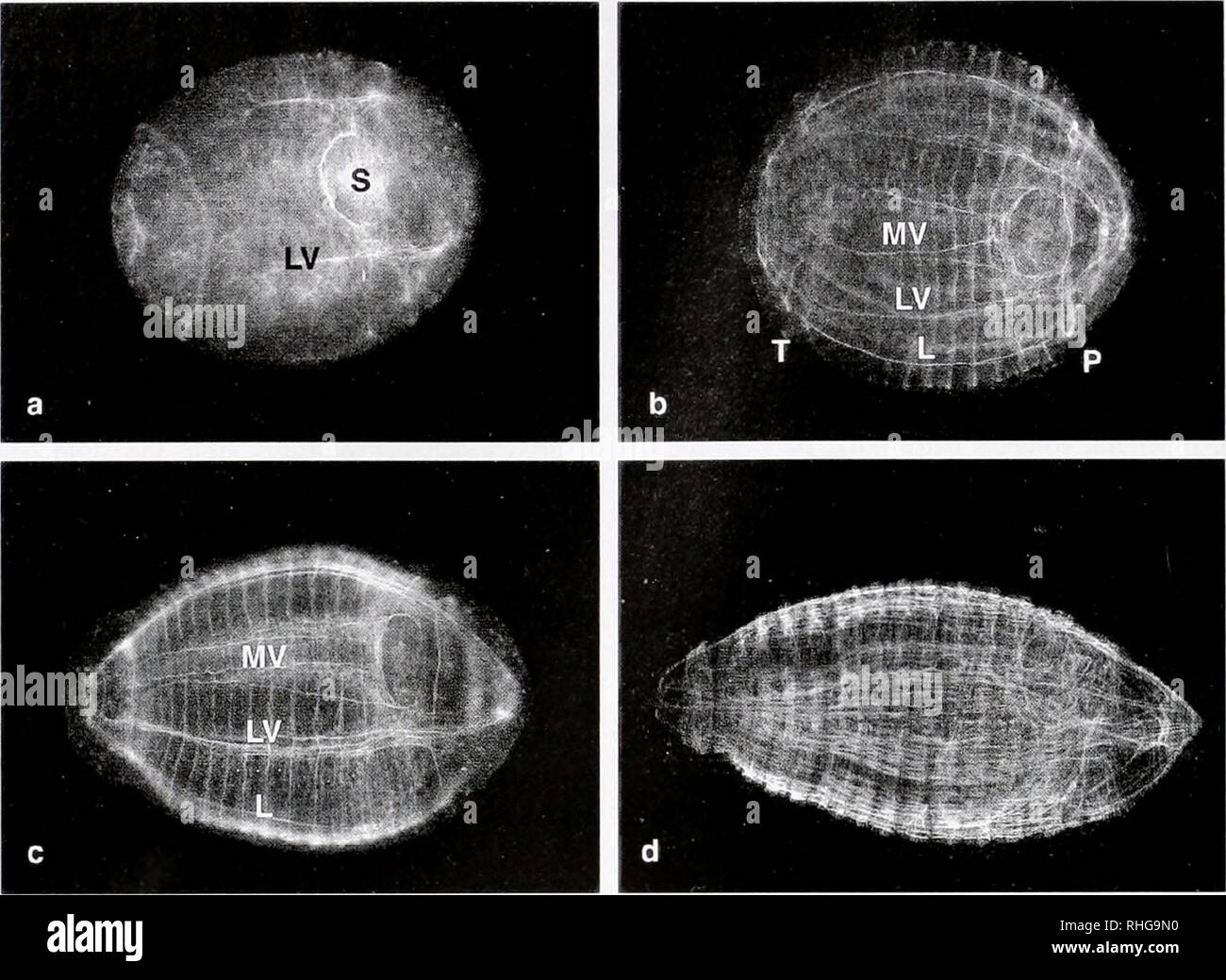 . The Biological bulletin. Biology; Zoology; Biology; Marine Biology. 258 REPORTS FROM THE MBL GENERAL SCIENTIFIC MEETINGS. Figure 1. (a) Ventral view of an earlv embryo (240 X 175 fjun) showing the stomodeum fS) with phalloidin labeling of the lower lip and lateroventral muscles (LV). (b) Ventral view showing the prototroch (Pi, te/otroch (T), paired midvcinnil muscles (MV), lateroventral muscles (LV), and lateral mu.scli s (L). Circular musculature formation is incomplete, with a gup between the most posterior circular muscle band and the telotroch. (c) Ventrolateral view showing thickened m Stock Photo