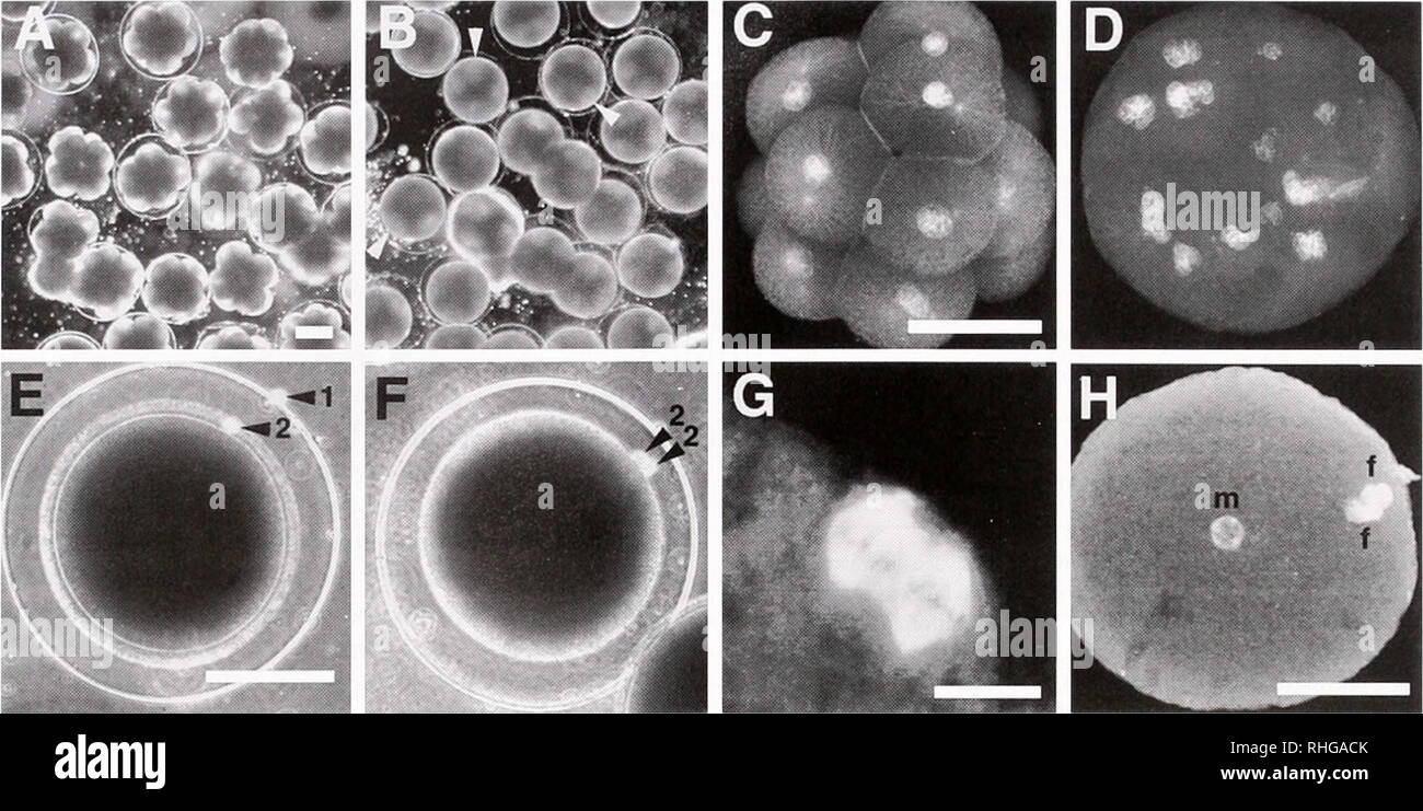 . The Biological bulletin. Biology; Zoology; Biology; Marine Biology. 102 P. L. HERTZLER. Figure 2. Effects of cytochalasin D (CD) treatments. For inhibition of polar body 2 (PB2) formation, eggs were transferred at 40 min post-spawning (PS) to 1 /n/W (0.5 mg/1) CD in artificial seawater containing 50 ;uM 3-amino-1.2.4-triazole (ATA-ASW). to facilitate removal of the hatching envelope for staining (17). At 55 min PS, eggs were washed 4 times with 0.1% DMSO in ATA-ASW. For suppression of polar body 1 (FBI) formation, eggs were transferred at 15 min PS to 1 juA/CD in ATA-ASW. At 35 min PS, CD-tr Stock Photo