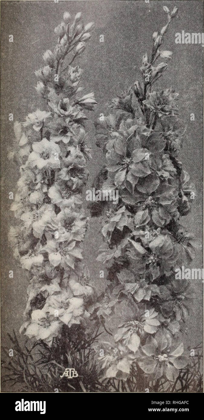 . Boddington's quality bulbs, seeds and plants / Arthur T. Boddington.. Nursery Catalogue. 30 Arthur T.Boddir vjton. 342 V est 14 th St .. New York City IMPATIENS HOLSTII. NEW HYBRIDS (Mixed) Splendid Kasl African lialsani, /. Holslh. With its brilliant vermilion-red flowers, it is indeed an excellenl pot-plant, and also extrenn ly useful lor the open border, groups in a half-sunny position iiroduciny; a striking eflect. It may be remarked that the broad-petaled blooms are 11'4 to xYz inches in diameter. The new colors now offered are (juite distinct and also very beautiful. Pkt. 25 cts., 5 pk Stock Photo