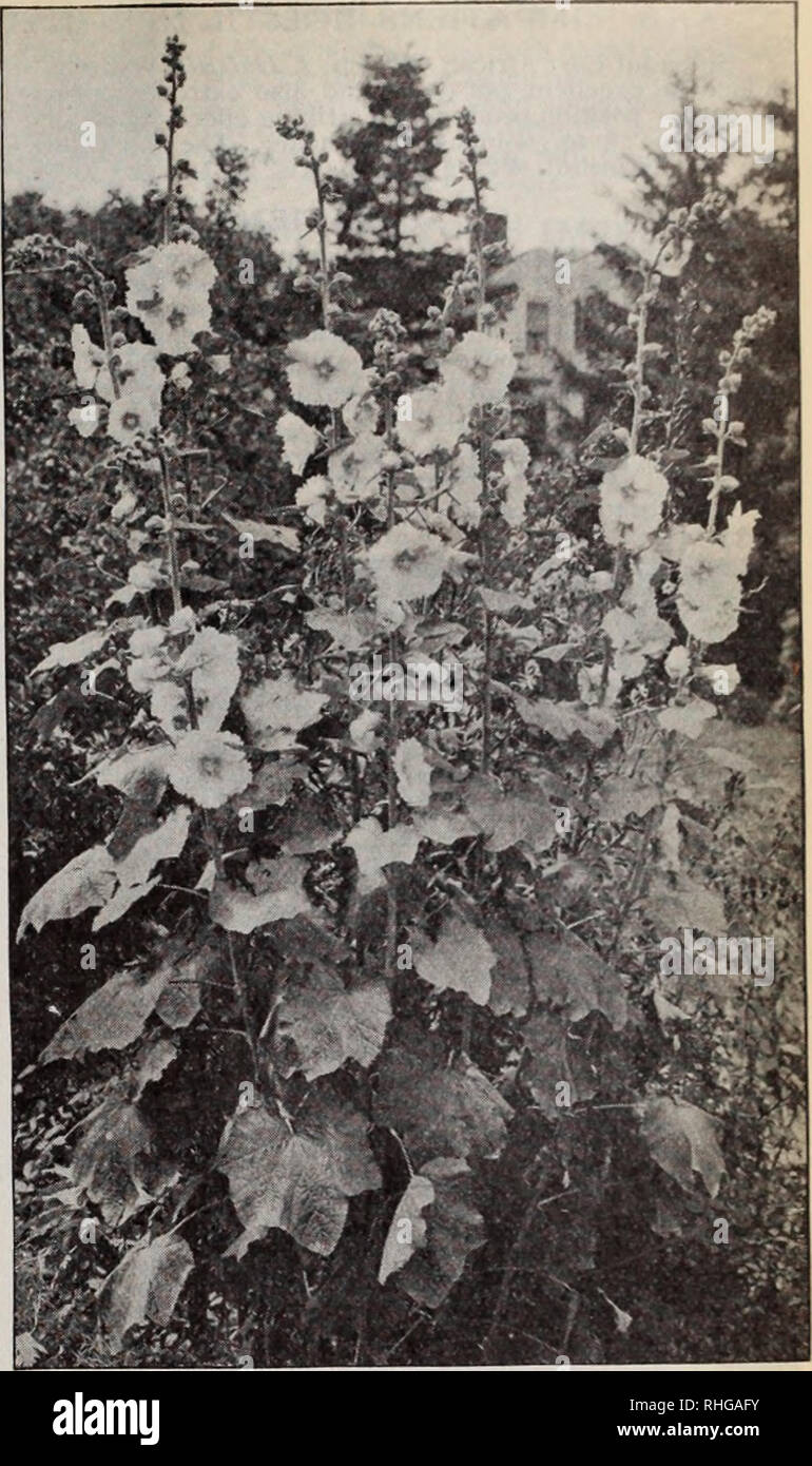 . Boddington's quality bulbs, seeds and plants / Arthur T. Boddington.. Nursery Catalogue. Japanese Hornlng-Olory Single Hybrid Everblooming Hollyhocks Ipomoea (Morning-Glories) H.A. Quick-growing summer climbers. Unsurpassed for covering trel- lises, walls, etc. Pkt. Oz. Coccinea. 10 ft. Scarlet flowers So 05 5o 25 Imperial Japanese (Japanese Morning-Glory). See Con- volvulus. Page 23. Leari. Dark blue 10 i 50 Mexicana grandiflora alba. 15 ft. The great white Moon- flower 10 75 Bona-noz (Good-night). Opens large white flowers in the evening 05 25 Rubro-coerulea (Heavenly Blue). 15 ft. Sky-blu Stock Photo