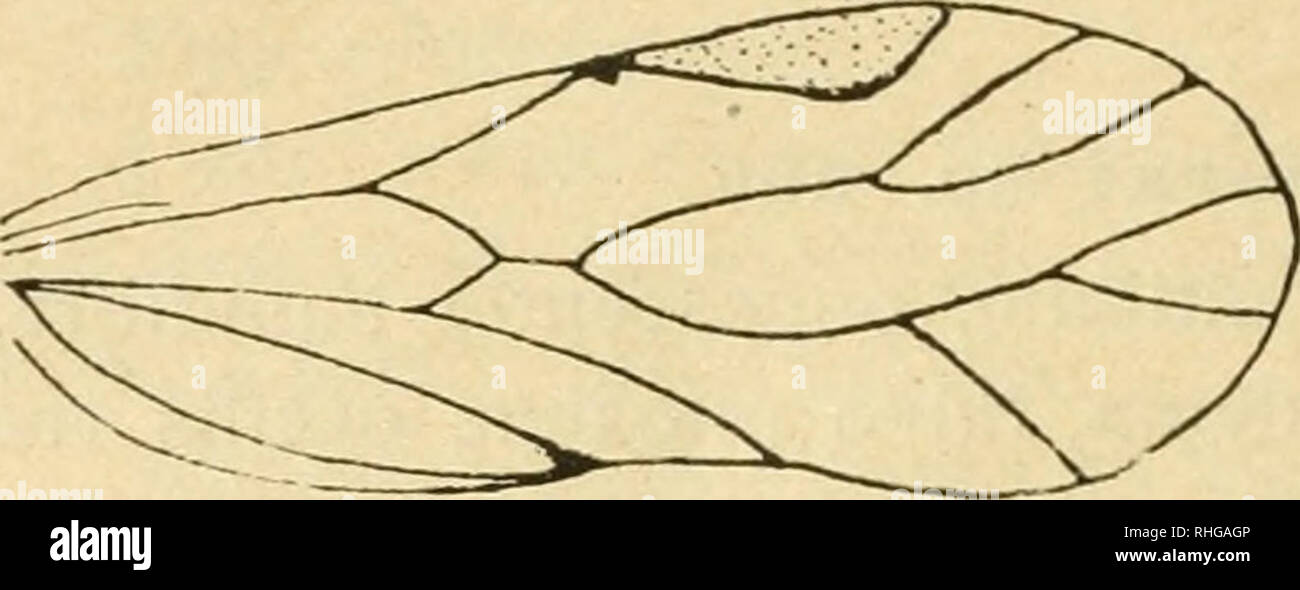 . Boletín de la Sociedad entomológica de España. Entomology; Insects. 94 BOLETÍN DE LA SOCIEDAD (5) Thorax unicolor, fulvus. Abdomen fulvum. Pedes fulvo-pallidi, fulvo pilosi. Alae hyalinae; reticulatione fusco-ferruginea. Ala anterior (fig. 3) membrana levissime fulvo tincta, stigmate distinctius; puncto fusco anteriore ad initium sti- gmatis et posteriore ad apicem postcubiti; stigmate elongato, fe re quater longiore quam latiore, interne augusto, in tertio api- cali latiore, margine postico initio sen duobus tertiis levis- sime concavo, in tertio ultimo convexo, rotundato; furca apicali ram Stock Photo