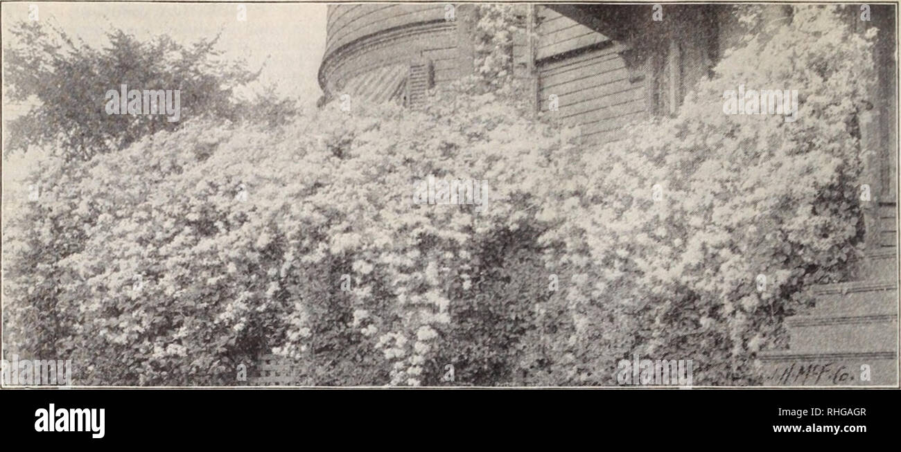 . Boddington's quality bulbs, seeds and plants / Arthur T. Boddington.. Nursery Catalogue. 110 Arthur T.Boddmgton, 342 West 14th St.. New Vork City. Clematis panicniata HARDY VINES AND CLIMBERS AMPELOPSIS Muralis. The most beautiful and distinct of all Anipelopsis. A strong, rapid grower; perfectly hardy, self-supporting. 25 cts. each, $2.50 per doz., S18 per 100. Veitcbii (Boston Ivy). The most useful and popular hardy climber Strong, 2-year-old, field-grown plants, 20 cts. each. $2 per doz., S15 per 100. Quinquefolia (.American Ivy or Virginia Creeper). Has beautiful digitate leaves that bec Stock Photo