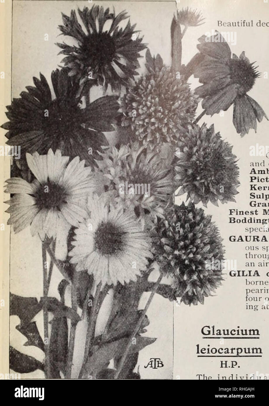 . Boddington's quality bulbs, seeds and plants / Arthur T. Boddington.. Nursery Catalogue. 26 Arthur T.Boddijn jton, 342 Vest 14th St.. New Vork City. Francoa ramosa (Bridal Wreath) G.P. Reautiful decorative plant, wliicli is of the easiest possible greennouse culture. During tlie summer months it produces a large number of elegant sprays of pure white Howers. Excellent for cutting. Height ft. I'kt. 25 cts. Pkt. FRANCOA glabrata. H.II.I'. The flowers are of the purest snow- white, are very freely jjiiuluced on large-branched sjukes ? pkts. for $1. .$0 35 FUNKIA (Plantain Lily). H.P. 2 ft. Sum Stock Photo