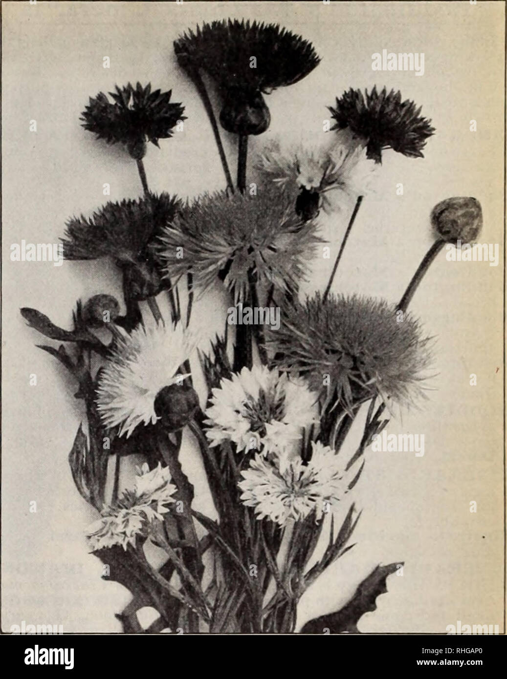 . Boddington's quality bulbs, seeds and plants / Arthur T. Boddington.. Nursery Catalogue. BODDINGTON'S ^.yUCLtlVl/ SEEDS 21 Centaurea H.H.P. and H.A. I ft. For Candidissima (Dusty Miller), i ft. For borders or Pkt. Or. edgings !&lt;oz., $i..$o 20 Gymnocarpa. Taller than the above 10 jjo 80 Odorata, Chameleon. Yellow and rose; very fragrant. 10 2 00 Margaritae. ij^ ft. Flowers 2K inches across, of the purest white and delightfully scented. A garden treasure. 10 i 00 Suaveolens (Yellow Sweet Sultan) 10 60 Montana, Blue. H.P. 2 ft. Summer 10 alba. H.P. 2 ft. White 10 CYAN US (Blue Cornflower, or Stock Photo