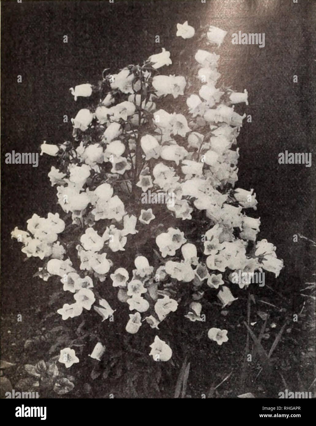 . Boddington's quality bulbs, seeds and plants / Arthur T. Boddington.. Nursery Catalogue. 20 Arthur T.Boddinpton. 342 West 14th St.. New Vork City. Campanula Media (Canterbury Bells) Candytuft (Iberis) h.a. BODDINGTON'S GIANT HYACINTH-FLOW- Pkt. Oz. ERED. Large pure white spiral spikes $o 35 Empress, i ft. Pure white pyramidal 10 $0 50 White Rocket. Large trusses 05 30 Umbellata albida. Creamy white 05 30 &quot; carnea. i ft. Flesh-colored 05 40 &quot; lilacina. i ft. Lilac 05 25 &quot; carminea. i ft. Bright carmine 05 40 &quot; Queen of Italy. Light lilac; very free-flow- ering 10 50 &quot; Stock Photo