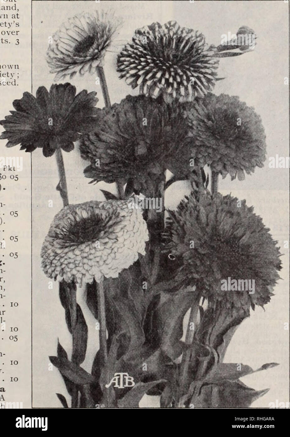 . Boddington's quality bulbs, seeds and plants / Arthur T. Boddington.. Nursery Catalogue. BODDINGTQN'S ^yU4x£i€V SEELVS 19 Calceolaria Hybrida, Boddington's Perfection The herbaceous Calceolaria is an easily cultivated plant. So long as frost is excluded from the plants in winter they are perfectly safe, and to attempt to hasten grovvtli at any time is a failure. Julv is the best month for sowing the seed. The grtat advance made in the habit of the strains offered is remarkable, wliilst in the colors there is a marked improvement. Saved by England's most famous spe- cialists. Monster flowers  Stock Photo