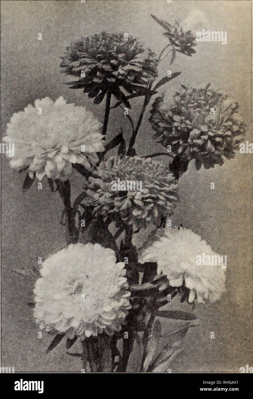 . Boddington's quality bulbs, seeds and plants / Arthur T. Boddington.. Nursery Catalogue. Victoria Asters whorl of shorter curled and twisted ones, like Japanese chrysanthemums, forms flowers of e.xtraordinary size atid beauty. Pkt. Vtoi. Crimson $0 10 $1 00 Scarlet 10 i 00 Yellow 10 I 00 White, changing to Amethyst-Blue 25 Mixed 10 I 00 The collection of 10 vaiieties for 75 cts. Boddington's Branching Giant Comet. 'hite 10 i 00 TrufFaut's Peony Perfection Asters The class is remarkable for the brilliant colors of its great incurved flowers. Snow-White Rose Light Blue Dark Blue Lilac Peach  Stock Photo