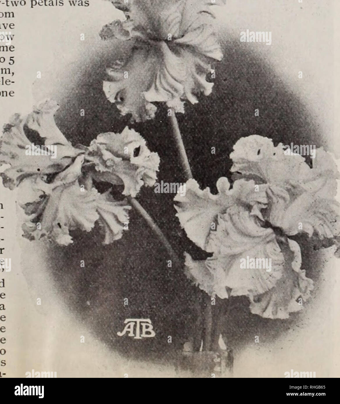 . Boddington's quality bulbs, seeds and plants / Arthur T. Boddington.. Nursery Catalogue. Burbank's Novelties Shirley Poppy, Celeste mine. Single Aster, Southcote Beauty HA. Beau- tiful sky-blue, lavender and gray shades in abun- dance; never before off- ered; very choice and rare. Pkt. 10 cts., 3 for 25 cts., yioz. $1. Ipomoea. &quot;New Imperial Car- HA. One of the wonderful Jap- panese Morning Glories which, unlike most of this class, will grow anywhere and bloom abundantly all summer. Most gorgeous rosy carmine flowers 2% to 3 inches across with pure white throat. Pkt. 10 cts., 3 for 25 c Stock Photo