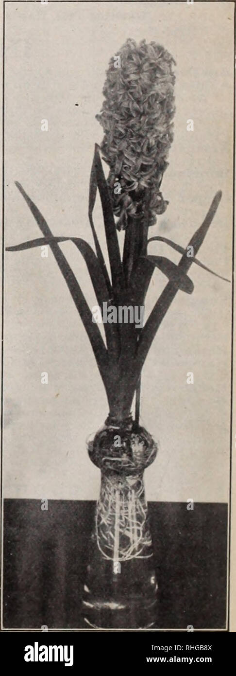 . Boddington's quality bulbs, seeds and plants / Arthur T. Boddington.. Nursery Catalogue. PAGE Bulbs for Indoor Flowering... 18 Bulbs, Miscellaneous 21-23 Bulbs for Naturalizing i Bulbs in Fiber 20 Calceolaria 53 Calla 16, 18 Camassia 21 Candytuft 33 Carrots 41 Cauliflower 41 Centaurea 33 Chionodoxa 22 Cineraria 33 Crocus 21, 24 Crown Imperials 22 Cucumbers 41 Cyclamen 17, 34 Daffodils 12-14 Daisy, Double 33 Dielytra 22 Eranthis 22 Eremurus 23 Krytlironium 22 Esculent Plants and Roots ..-40 Fern Balls 44 Fertilizers 47 Figs 42 Forget-me-not 34 Freesia 16 Fritillaria 22 Galanthus 21 fiarden To Stock Photo