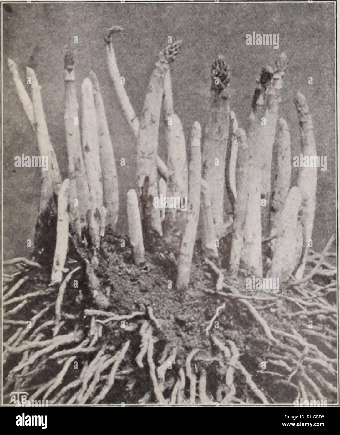 . Boddington's quality bulbs, seeds and plants / Arthur T. Boddington.. Nursery Catalogue. 4(1 Arthur T. Boddinpton, 342 West 14th St.. New York City GRASSES AND CLOVERS Pricea subject to change without notice Creeping Bent (Agrros'is stolonifcra). The distinctive feature of this species is, as the name implies, its compact, creeping, rooting stems. It is of rapid growth and spreading habit, and the stolonif- erous roots form a strong, enduring turf, tlial is positively im- proved by constant tramping. Heing of fhie te.tiire, it is most valual)le for lawns and putting greins. If sown alone, 5 Stock Photo