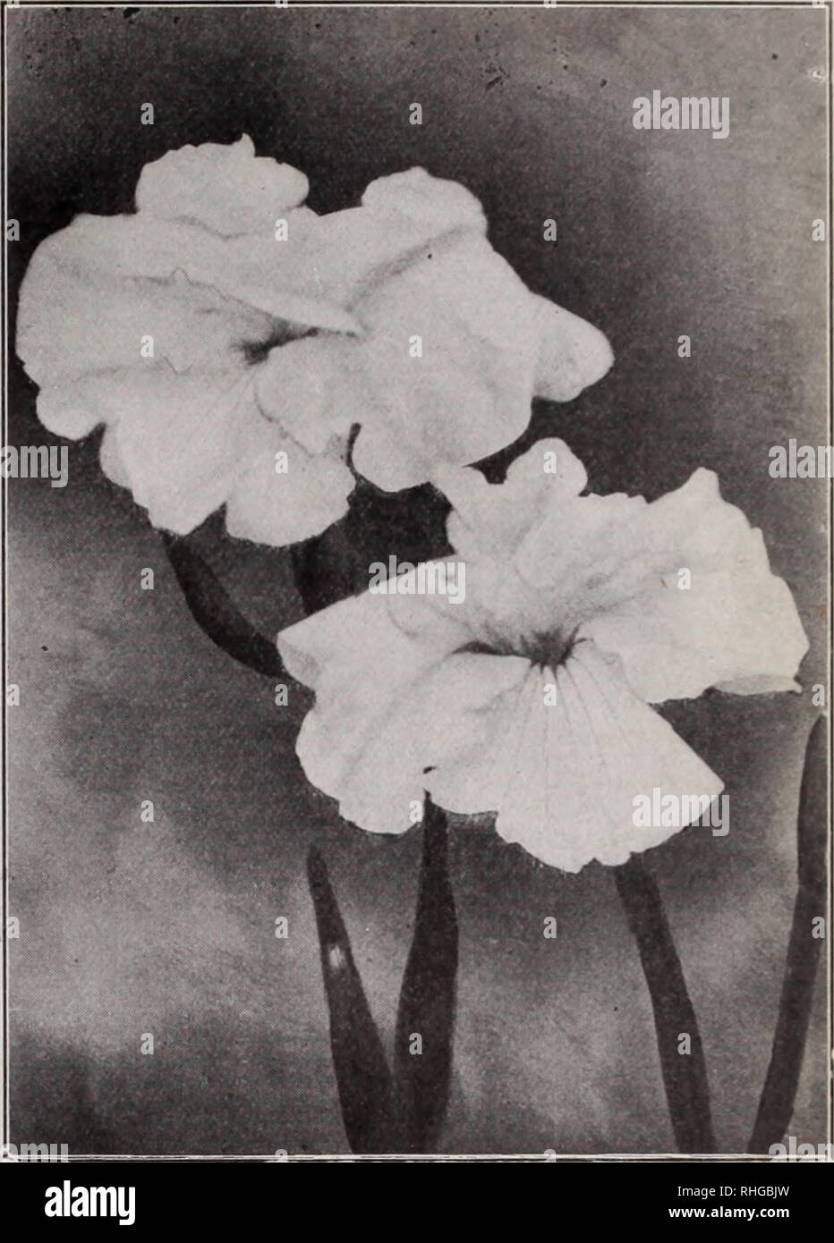 . Boddington's quality bulbs, seeds and plants / Arthur T. Boddington.. Nursery Catalogue. BODDINGTON'S ^yUa£lPl/ BULBS JAPANESE IRIS {Iris Kaempferi) The Japanese Iris is the most showy and strikingly beautihil of all the large family of Iris; and very few flowers, the orchid not being excepted, surpass this unique flower in size and gorgeousness and variety of color, which ranges from snow-white to the deepest purple, striped, variegated and nmlticolored in the greatest profusion of coloring. The collections which we offer below are American grown, thor- oughly acclimated and hardy and true Stock Photo
