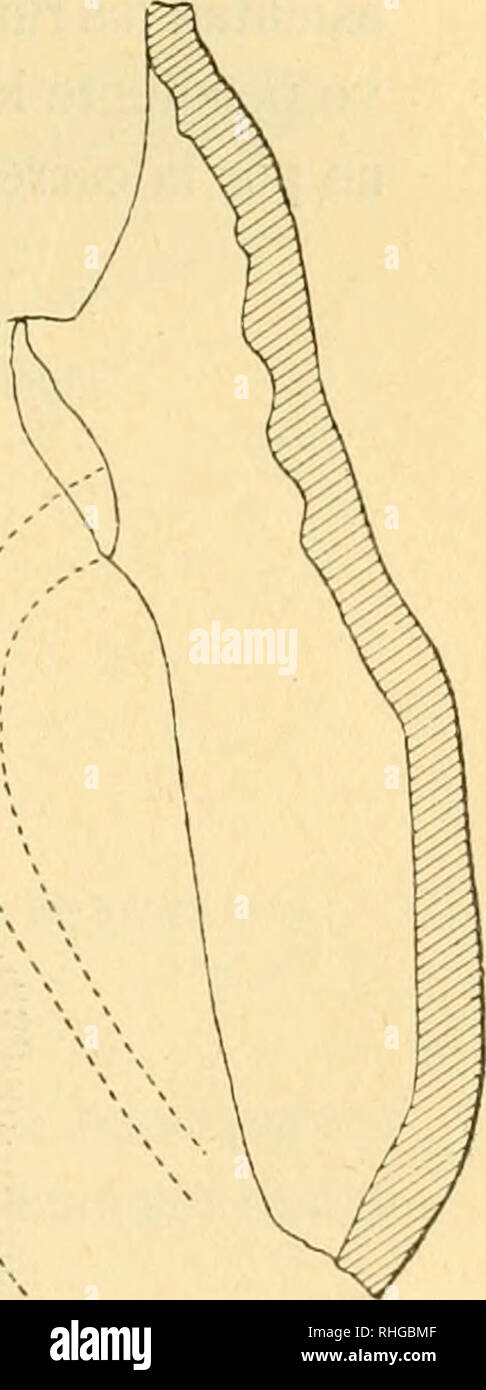 . Boletín de la Sociedad Española de Historia Natural. Natural history. Fig. 4.a—Vista de frente y de perfil del trozo de vasijalcon el vestigio de inserción de una asa y dibujo de líneas en zig-zag. aspecto de haber sido poco trabajado; puede muy bien pertenecer al período neolítico. Hay además otro trozo (fig. 3.a) que indudable- mente corresponde al borde de la vasija, y que por todo adorno ó escultura muestra un botón muy característico. Otro de los peda- zos (fig. 4.a) presenta una protuberancia de barro que serviría de. Please note that these images are extracted from scanned page images Stock Photo