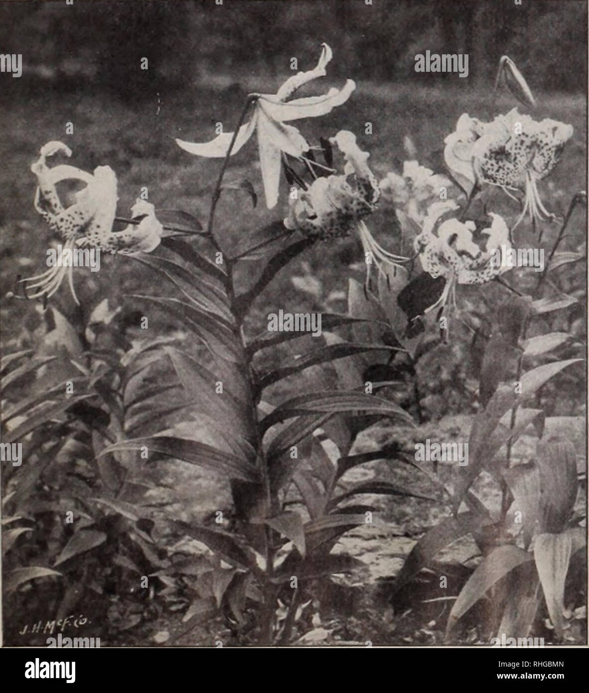 . Boddington's quality bulbs, seeds and plants / Arthur T. Boddington.. Nursery Catalogue. Lilium speciosum (type) Lilium auratum (type) LILIUM AURATUM PICTUM. A very choice Each Doz. 100 type of Lilium auratum ; pure white, with red and yellow bands through each petal. Large bulbs ...|o 30 $3 00 S20 00 LILIUM AURATUM PLATYPHYLLUM. A very strong and vigorous type of L. atiratum. Flowers of immense size, pure ivory-white, with a deep golden band through each petal. Mammoth bulbs 50 4 00 30 00 Large bulbs 40 3 50 25 00 LILIUM AURATUM RUBRUM VITTATUM. A unique variety; flowers 10 to 12 inches acr Stock Photo