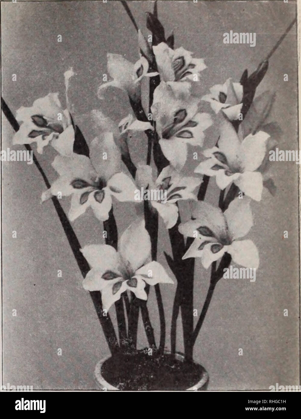 . Boddington's quality bulbs, seeds and plants / Arthur T. Boddington.. Nursery Catalogue. BODDINGTON'S '^yUCLtltV BULBS 17 GLADIOLUS COLVILLEI AND NANUS Delivery in October and November The &quot;Colvillei&quot; section should not be confuseil with tlie Giuuiaveiisis, or large-flowering (lladiolus. The &quot;Colvillei&quot; has niuch more slender spikes and daintier flowers, which are very pretty for cutting and arrang- ing in vases with ferns and other foliage. Florists often plant these in their carnation beds. Delicatissima SUperba. (Novelty.) Pure white, bright large carmine !I blotch. 50 Stock Photo