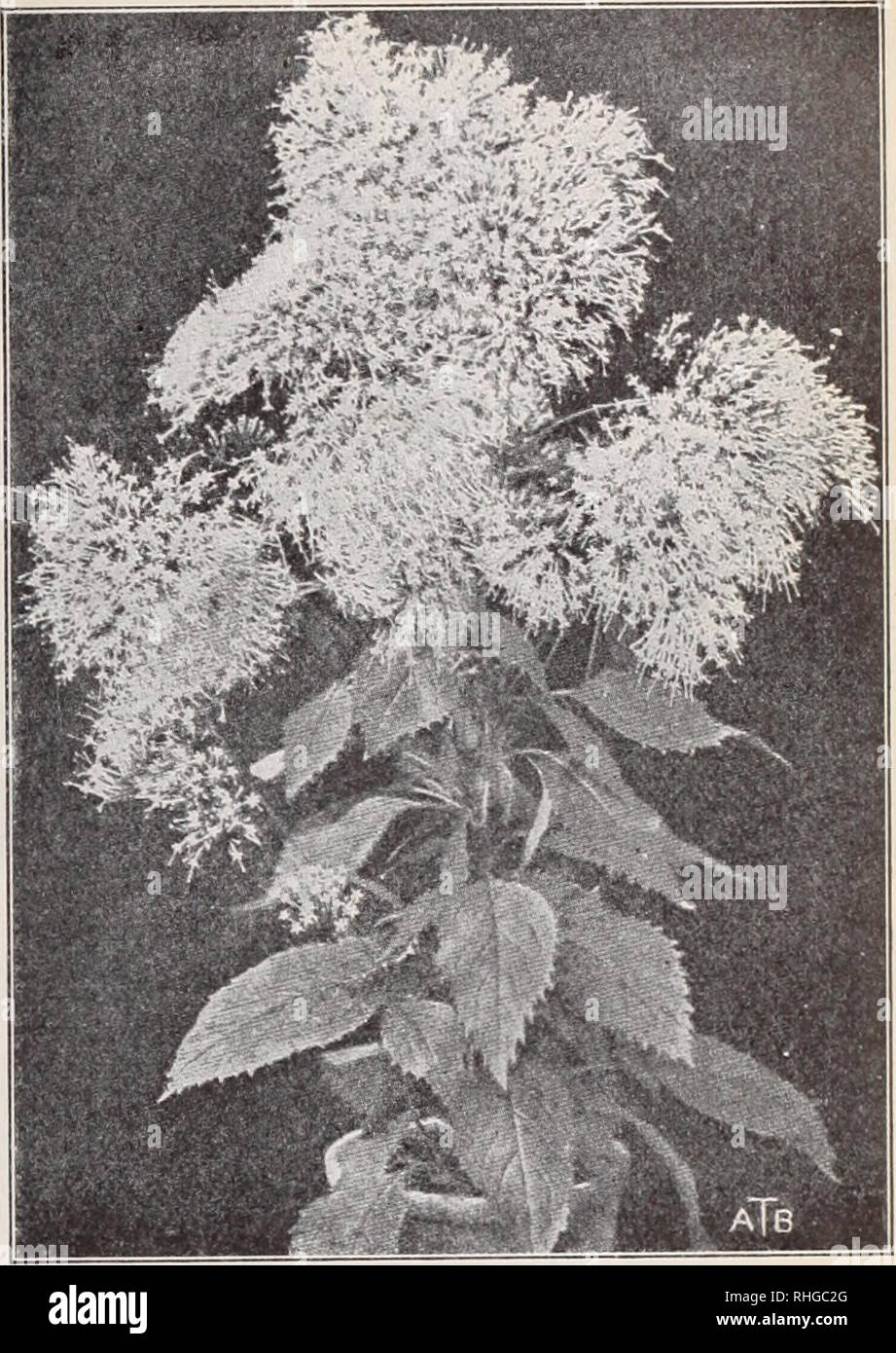 . Boddington's quality bulbs, seeds and plants / Arthur T. Boddington.. Nursery Catalogue. Boddington's Quality ZinniaB (See page 44) Trachelium caeruleum VERBASCUM (Mullein). H.P. Pkt. Blattaria alba giganteum. 4 ft. White. Jul to Sept $0 50 Libani. 4 ft. Yellow. July to September 10 Olympicum. 6 ft. Yellow. July to September 10 Phoeniceum. ijring 10. 250 &quot; White Perfection, '..ft. White. Spring 10 a&gt; 50 &quot; Purple Queen. Blue 10 8 jq, &quot; lutea. 'â ft Ncllow. Spring 10 2 jb &quot; lutea splendens. ft. drange. Spring 10 2 50 &quot; Mixed 10 2 00. Please note that these images a Stock Photo